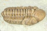Paciphacops Trilobite - Black Cat Mountain, Oklahoma #362987-3
